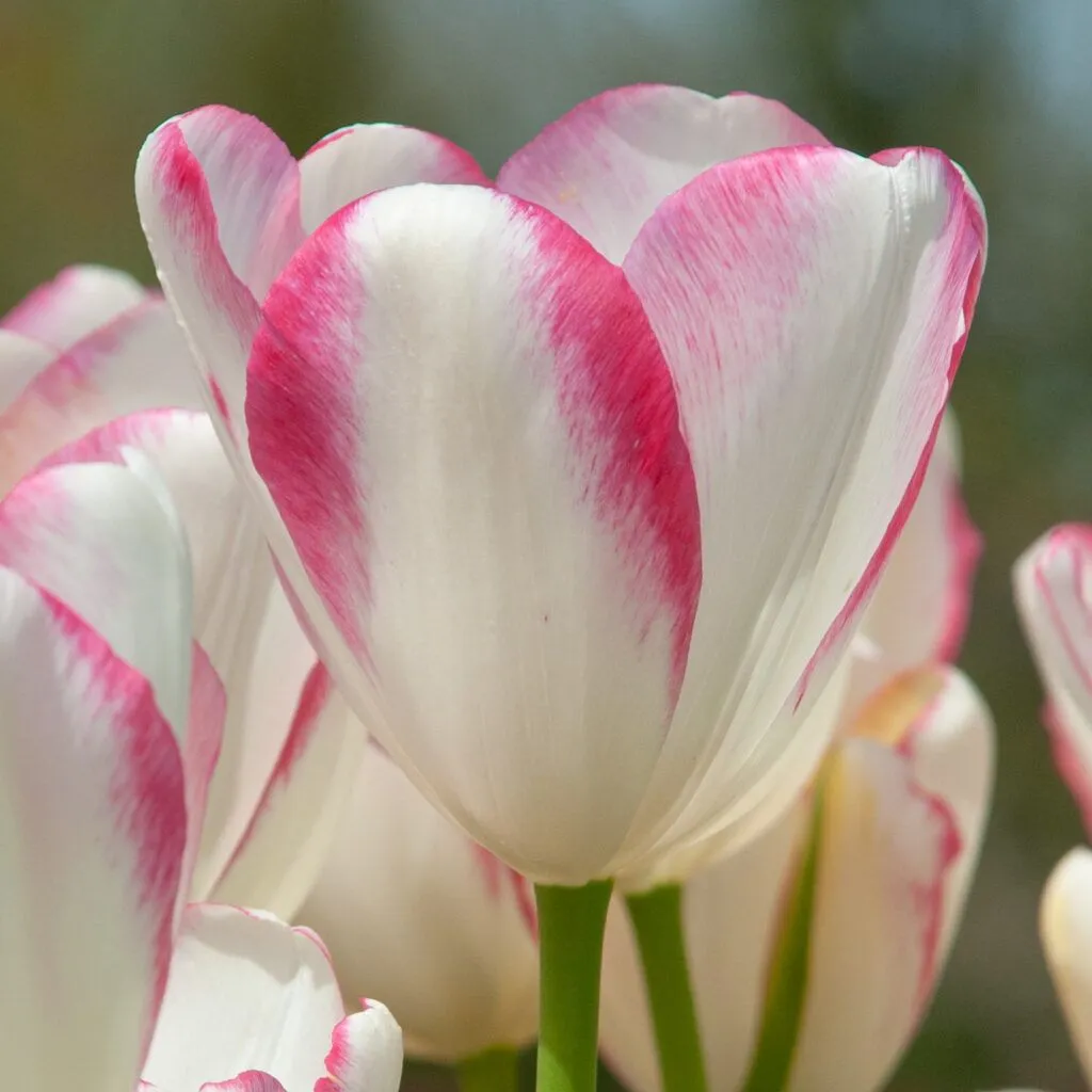 Graceland Tulips from Colorblends