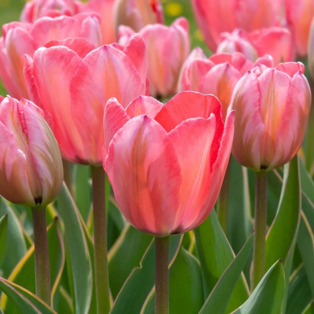 Design Impression Tulips from Colorblends