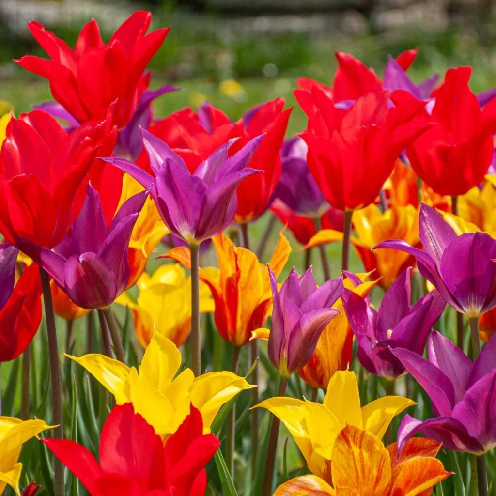 Three Kings Tulip Blend from Colorblends
