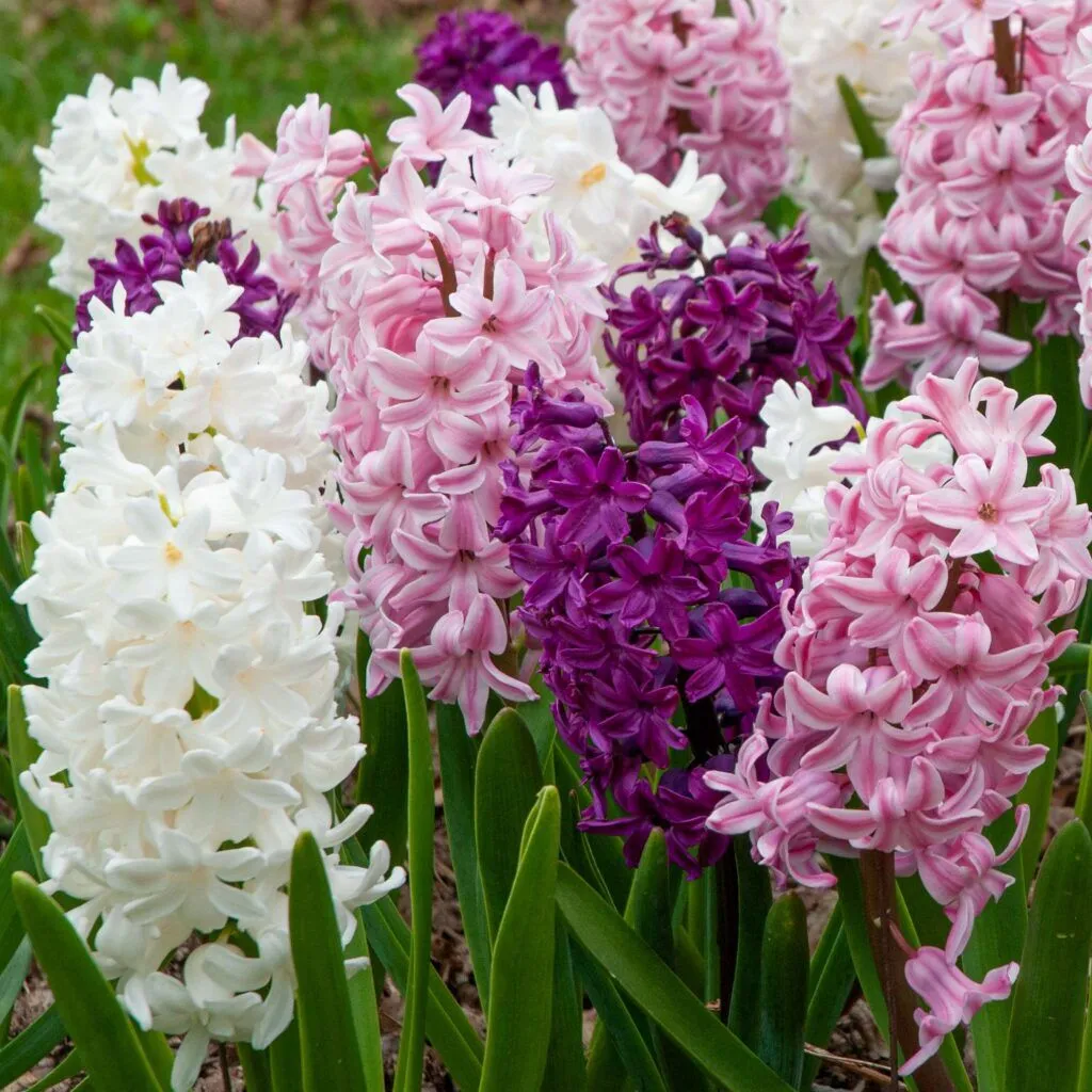 Hyacinth Glitter from Colorblends