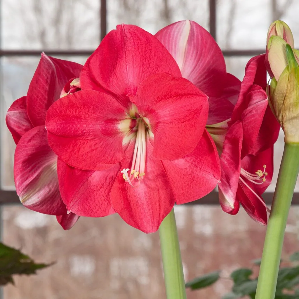 Candy Cream Amaryllis from Colorblends