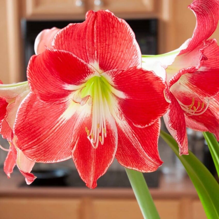 Silver Dream Amaryllis from Colorblends