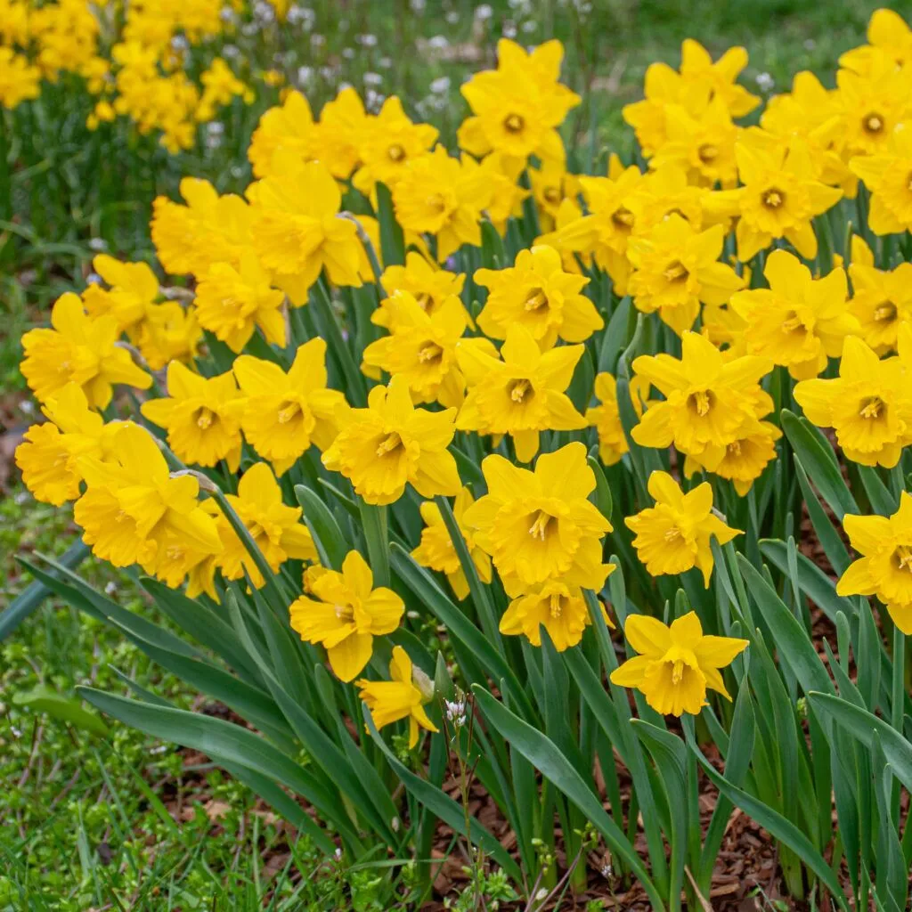 Daffodil Say Cheese