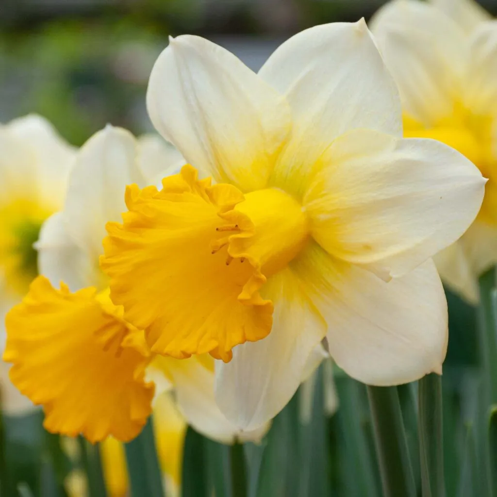 Daffodil Breath of Spring