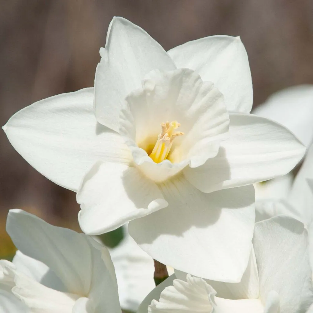 Daffodil Love You More