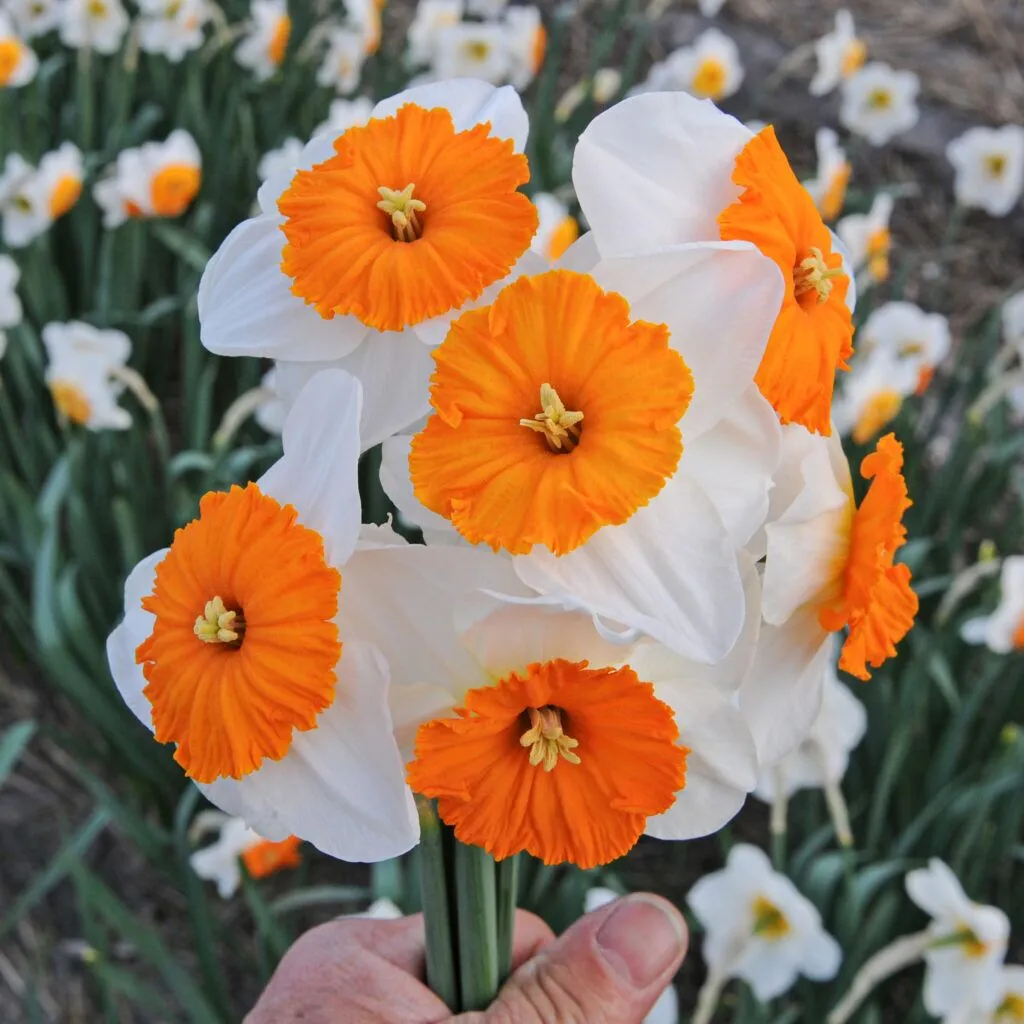 Daffodil Jacqueline