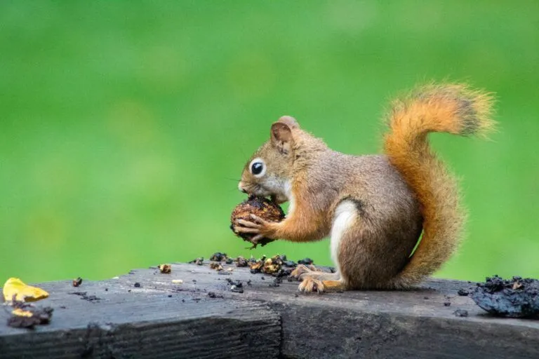 how to keep squirrels from digging up bulbs