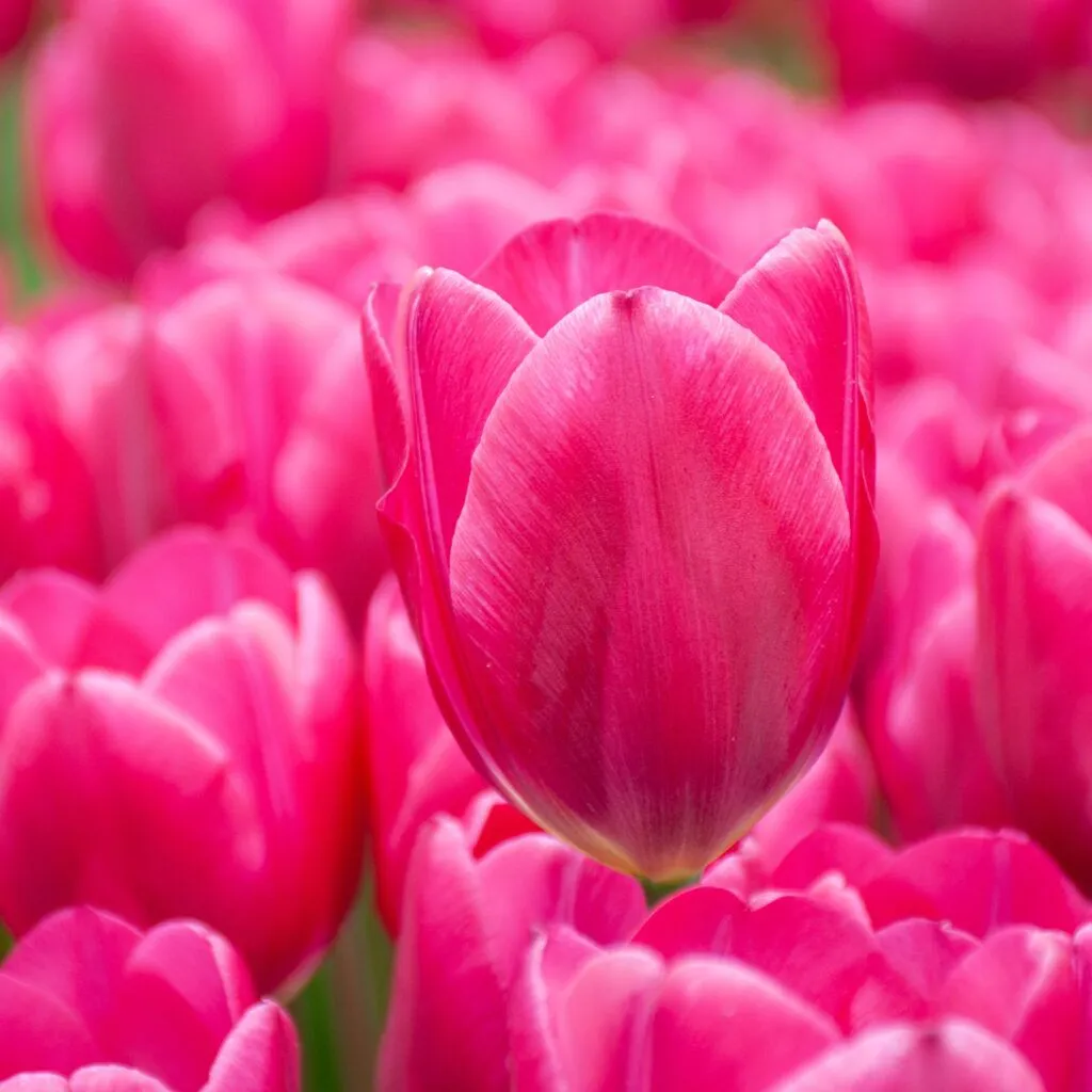 Pink Ardour Tulips