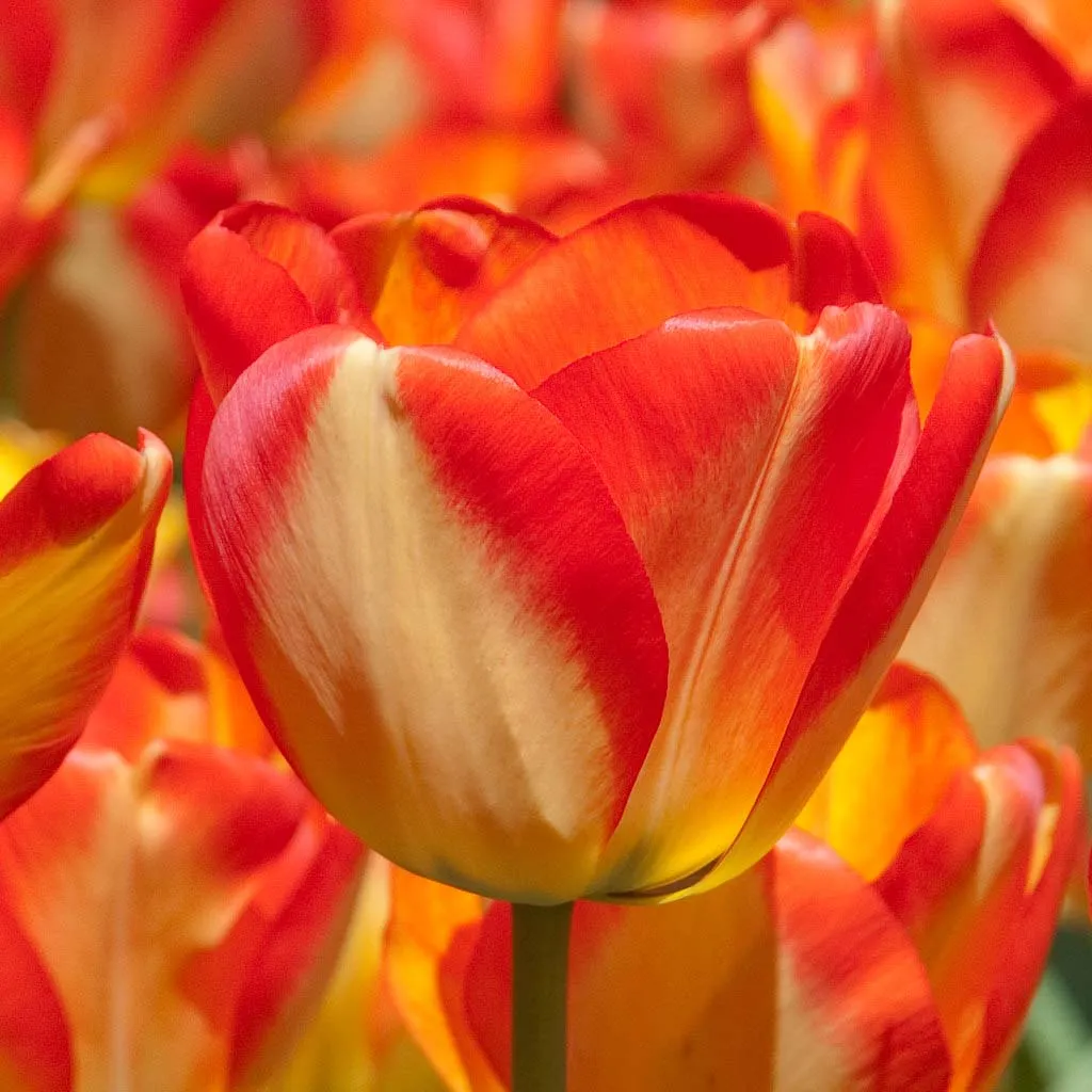 American Dream tulips from Colorblends