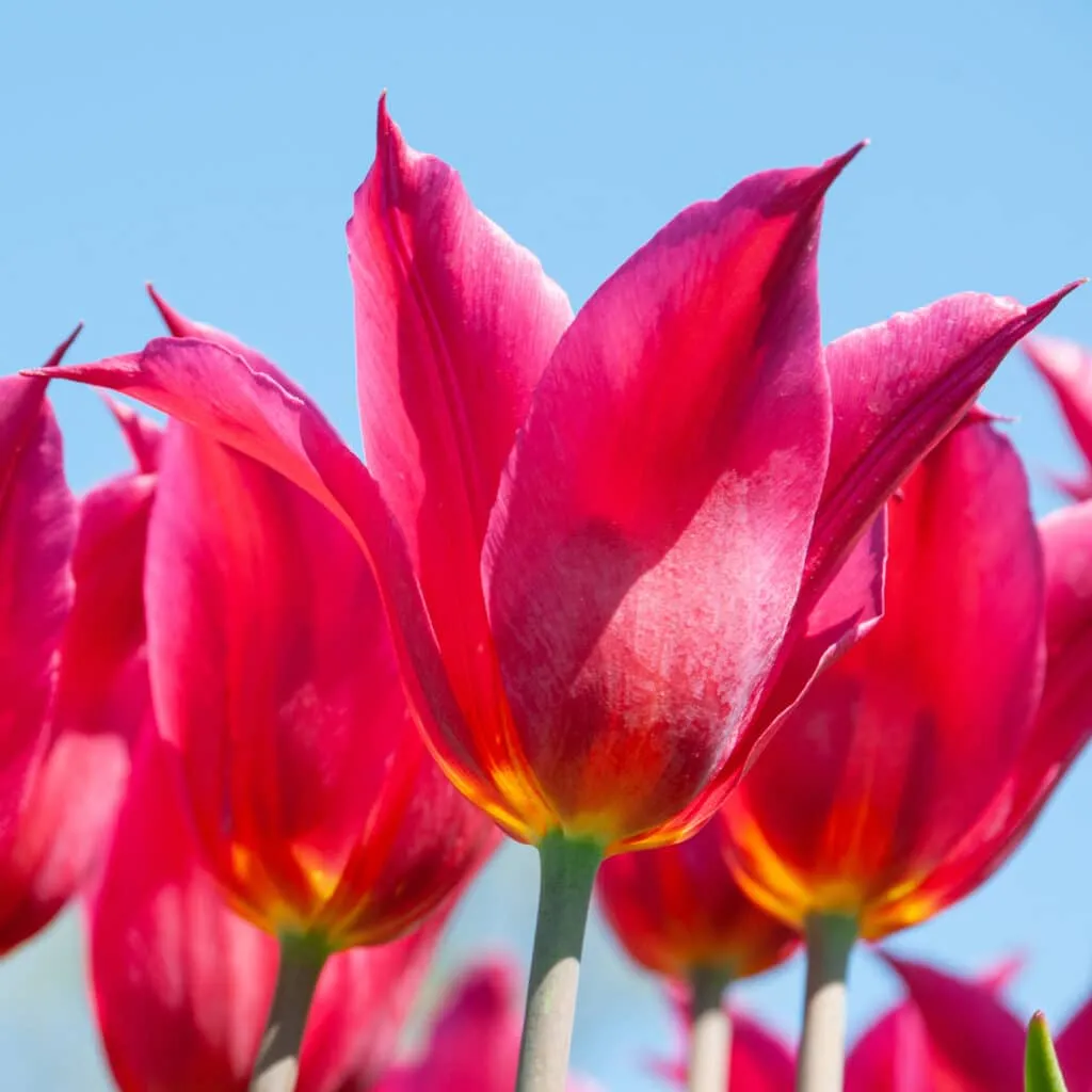 Queen Rania Tulips from Colorblends