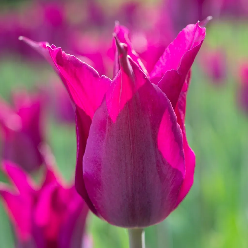 Purple Heart Tulips from Colorblends