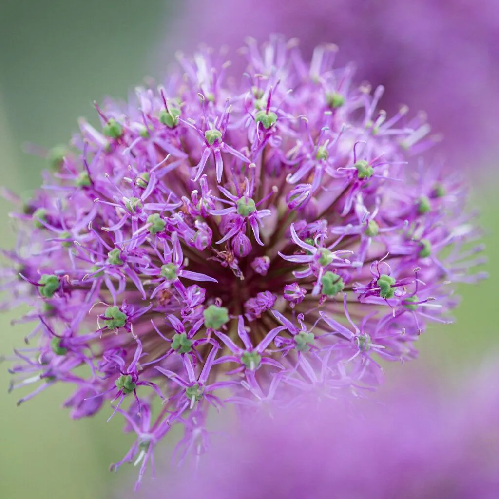 Allium Stipitatum from Colorblends