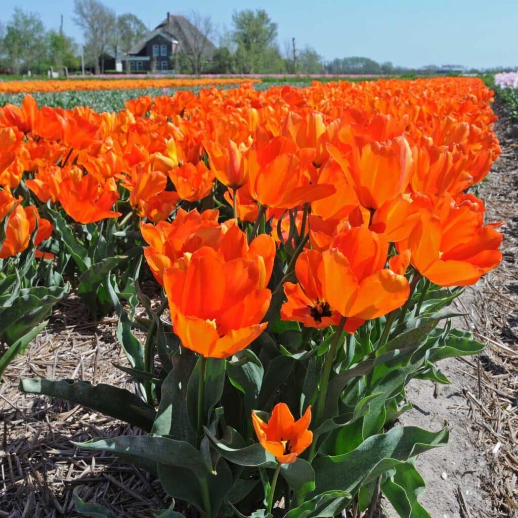 Fosteriana Oranje tulips from Colorblends
