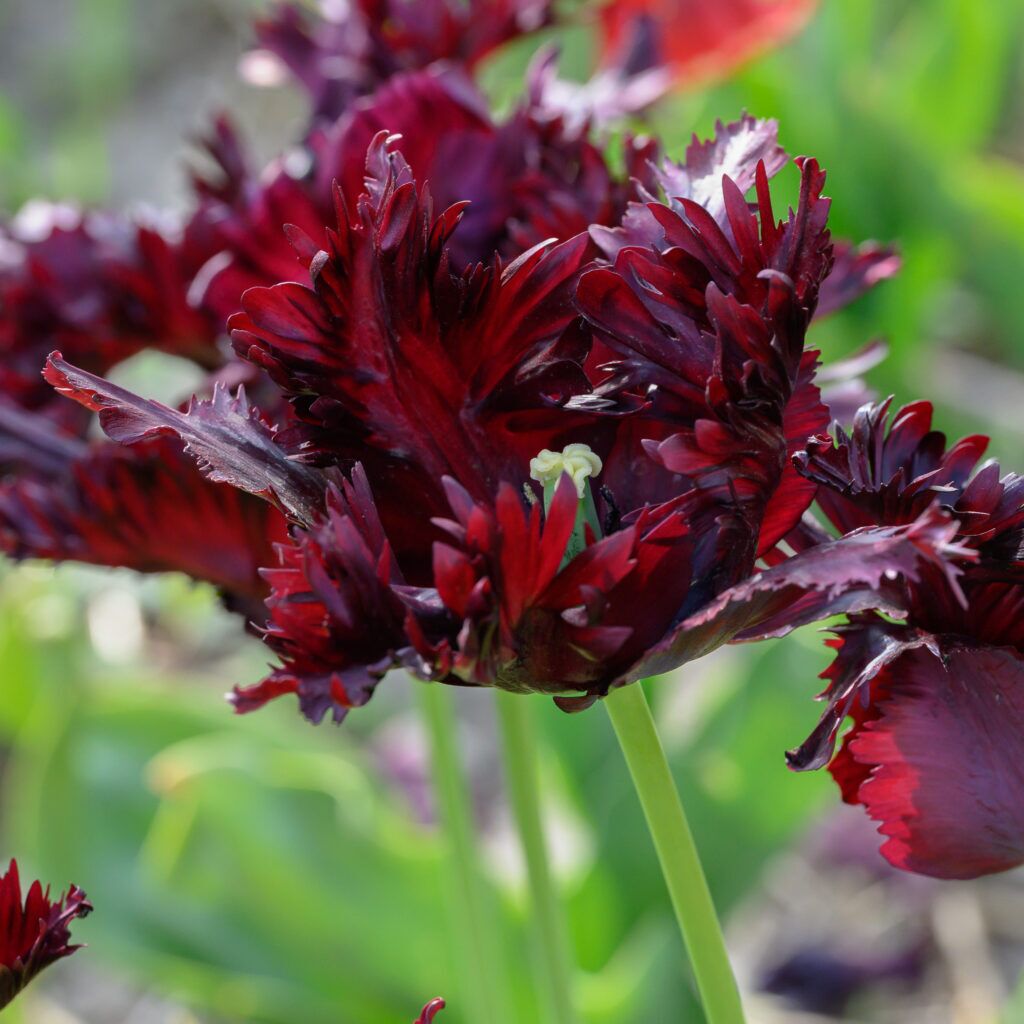 Black Parrot Tulips from Colorblends