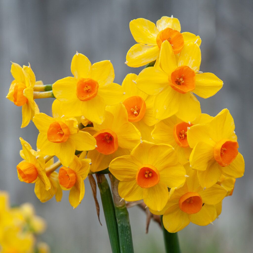Daffodil Grand Soleil d'Or