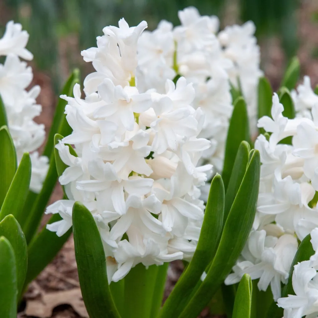 Hyacinth Aiolos from Colorblends