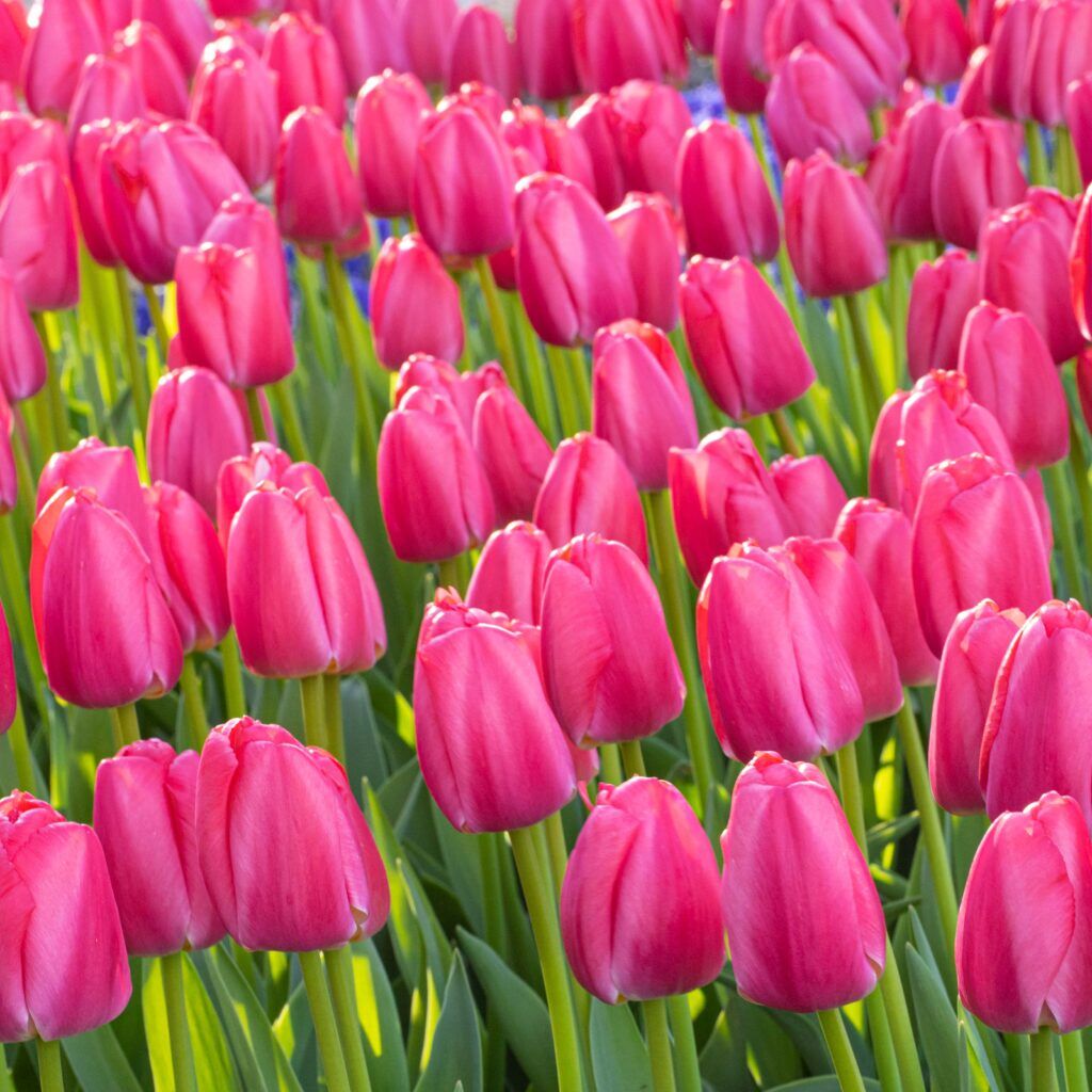Pink Pride Tulips from Colorblends