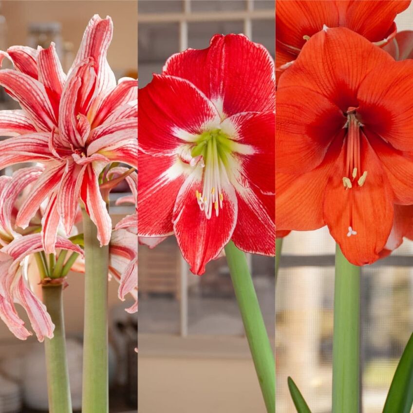 Prix Fixe Amaryllis Trio from Colorblends