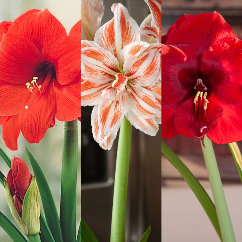Blue Plate Special Amaryllis Trio from Colorblends