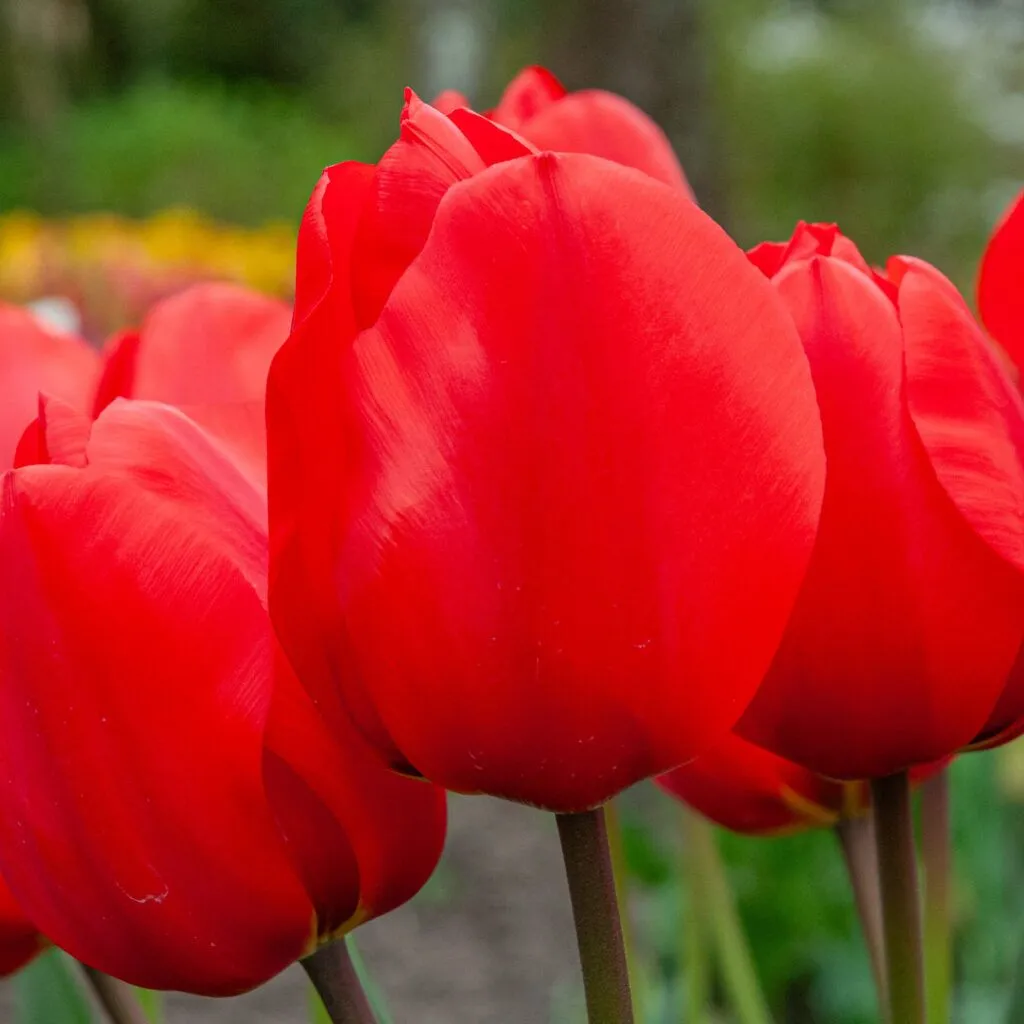 Lalibela tulips from Colorblends