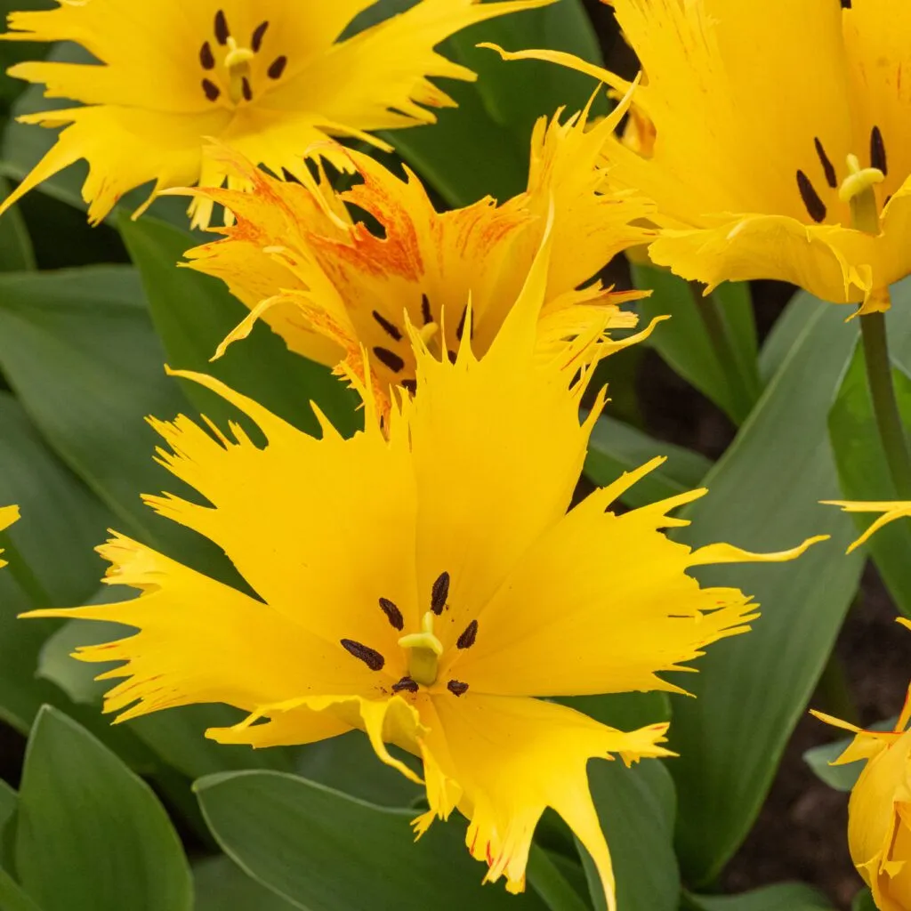 Sunny Leo tulips from Colorblends