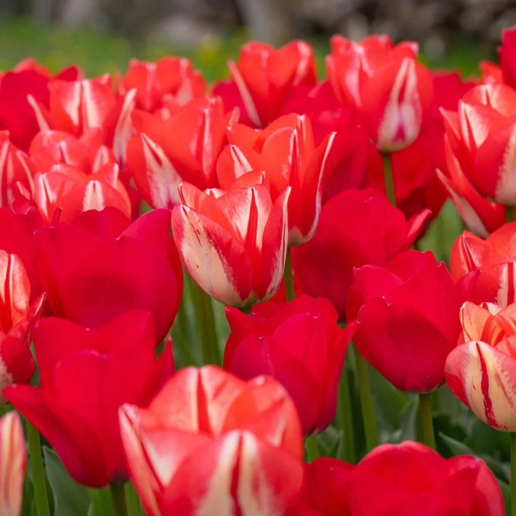Modern Vintage Tulip Blend from Colorblends