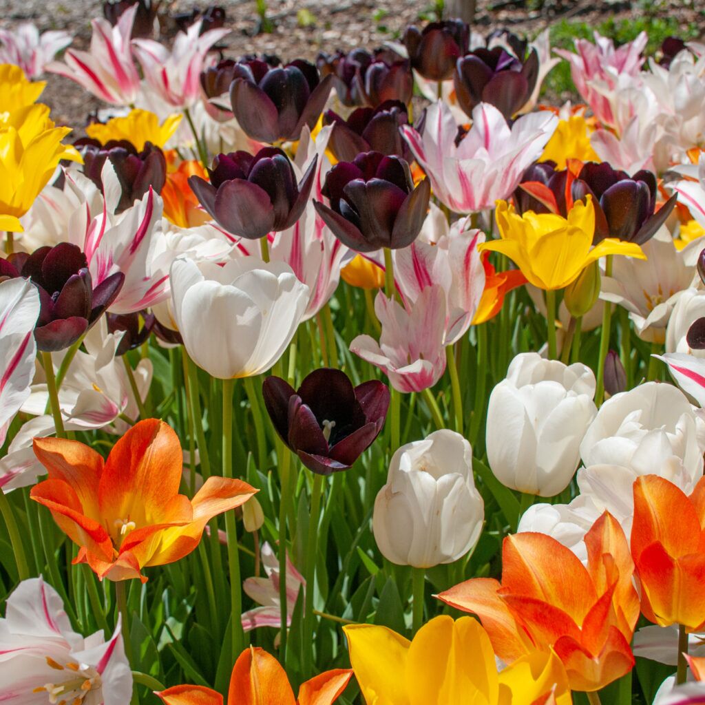 Piccadilly Tulip Blend from Colorblends