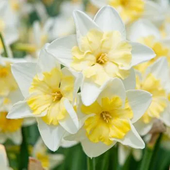 Prom Dance daffodils