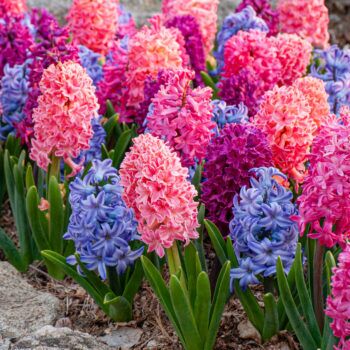 Hyacinth Compote Cherie from Colorblends