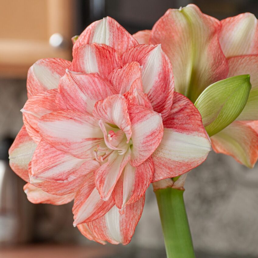 Beautiful Emotion Amaryllis from Colorblends