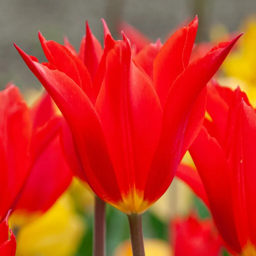 Royal Charm tulip close up