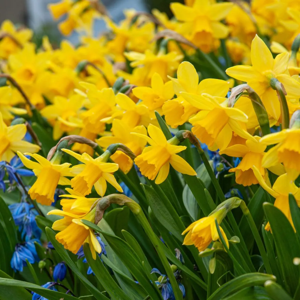 Daffodil Tête-à-Tête close up