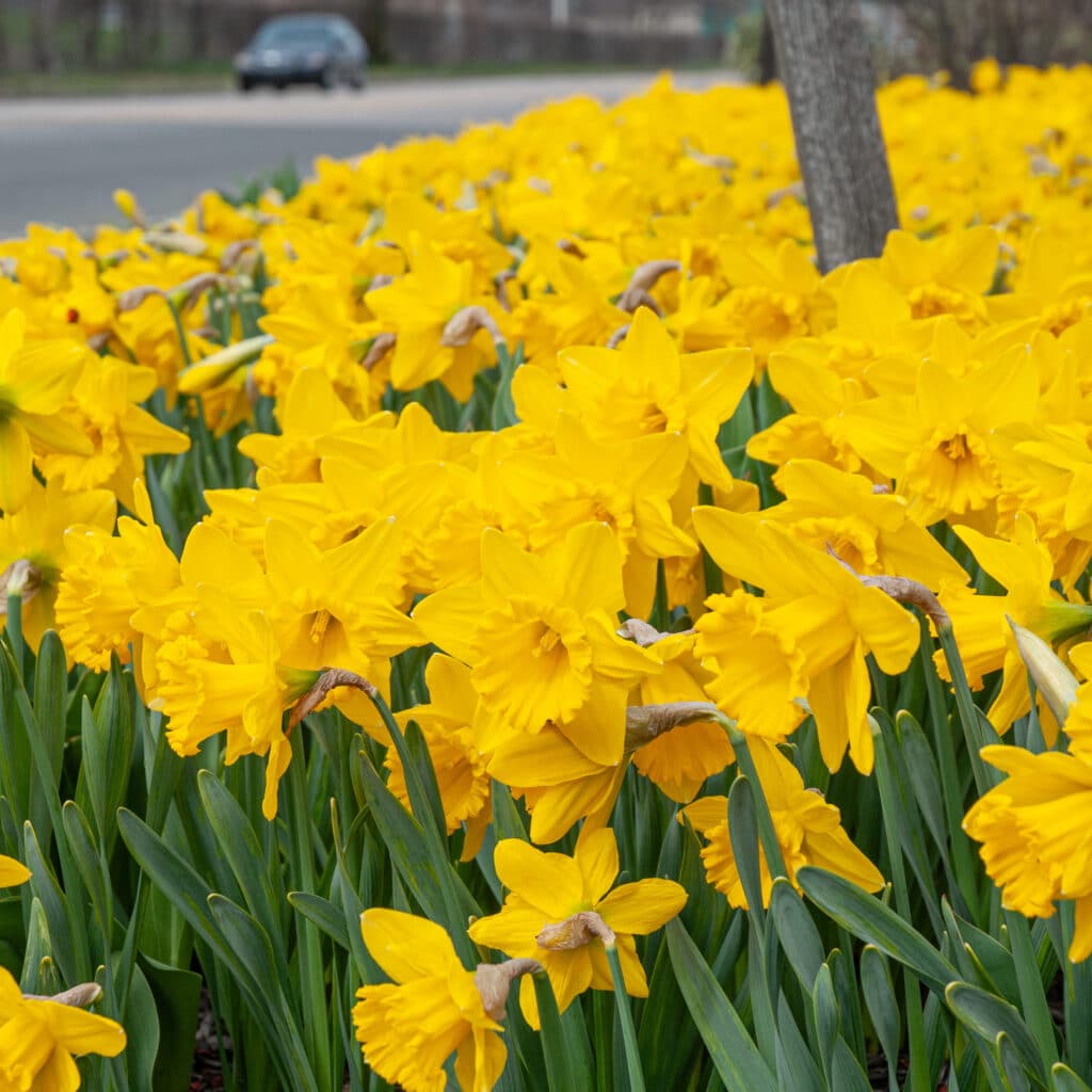 Daffodil Roadside Yellow close