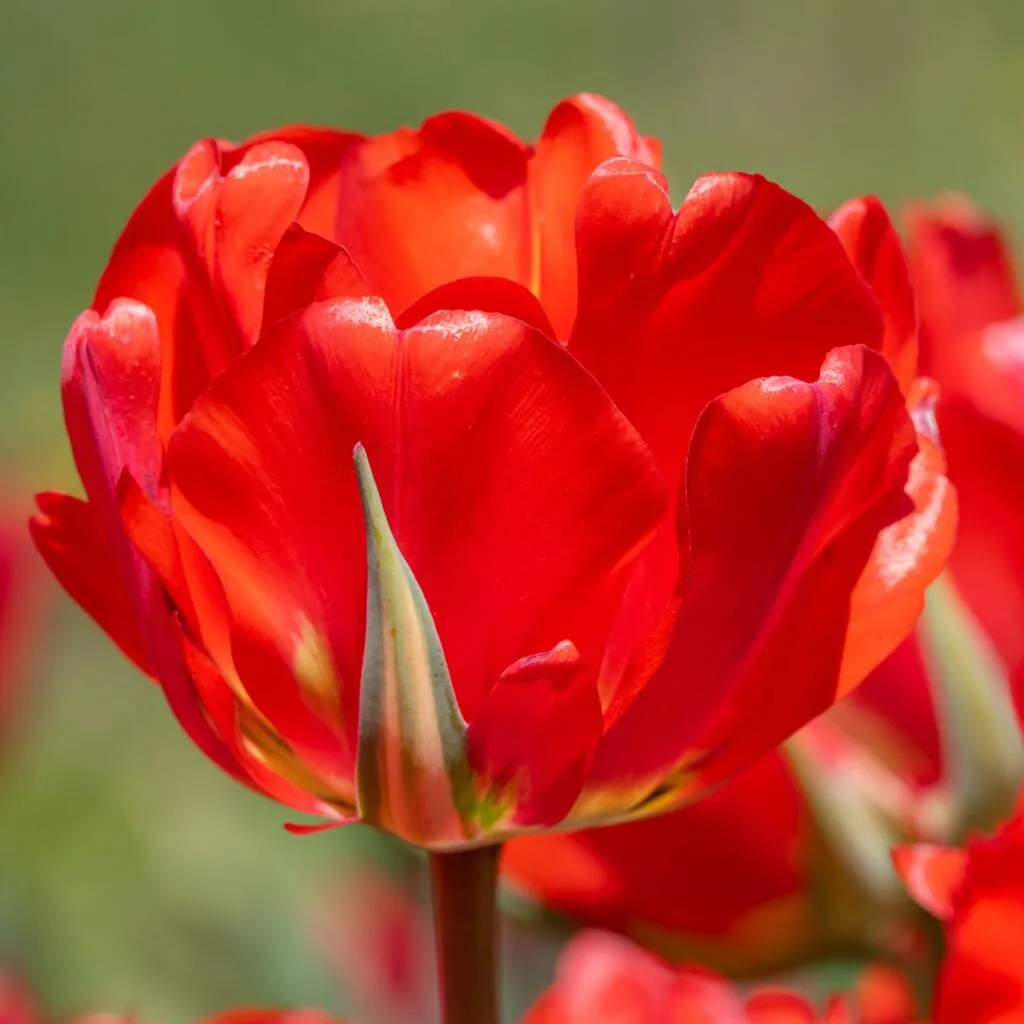 Red Bono Tulips cropped in a square close-up
