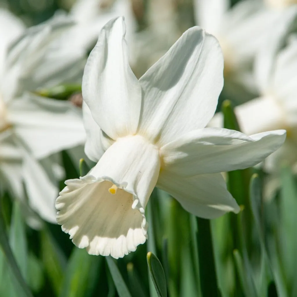 Lady Madonna Daffodils cropped in a square