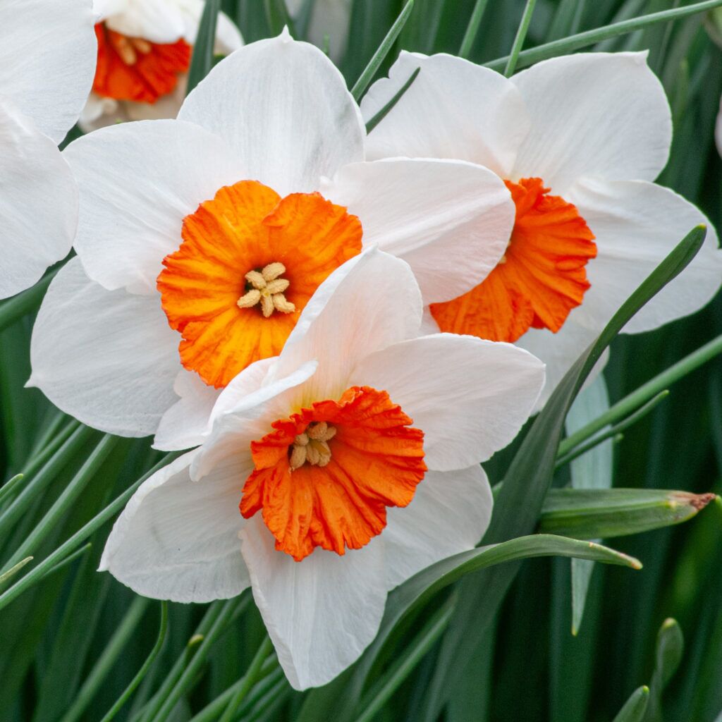 Professor Einstein Daffodils cropped in a square