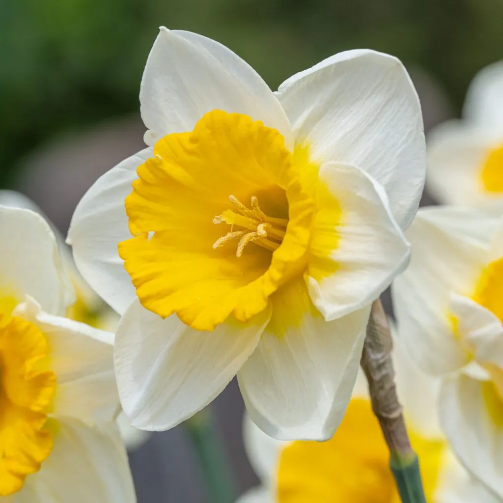 A white daffodil with a yellow cup that bleeds into the petals. Sun Cup daffodil from Colorblends.