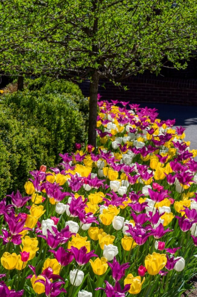 Purple, yellow and white tulips