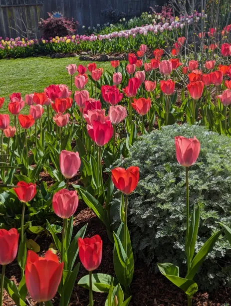 Shocks and Struts Tulip Blend
