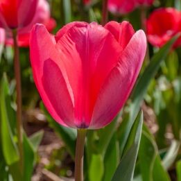 Acropolis Tulips from Colorblends