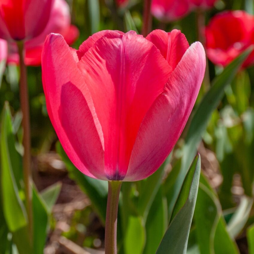 Acropolis Tulips from Colorblends