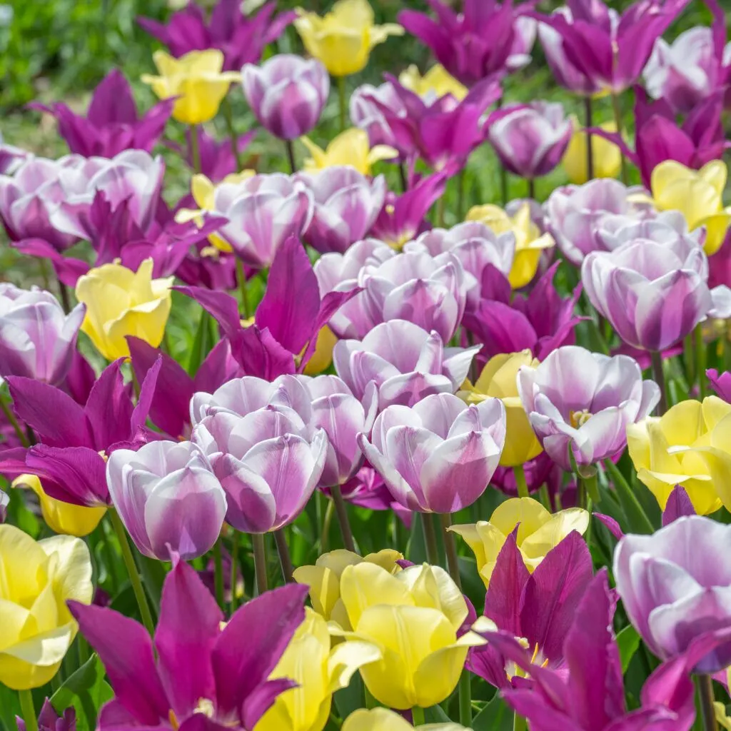 Upwell Tulip Blend from Colorblends