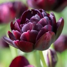 Black Hero tulips from Colorblends in a close-up square crop