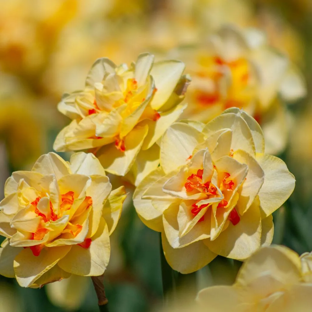 Tahiti LS daffodils from Colorblends shown head on and in profile