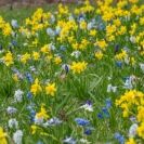 Lawn Starter Blend from Colorblends blooming in the grass in spring