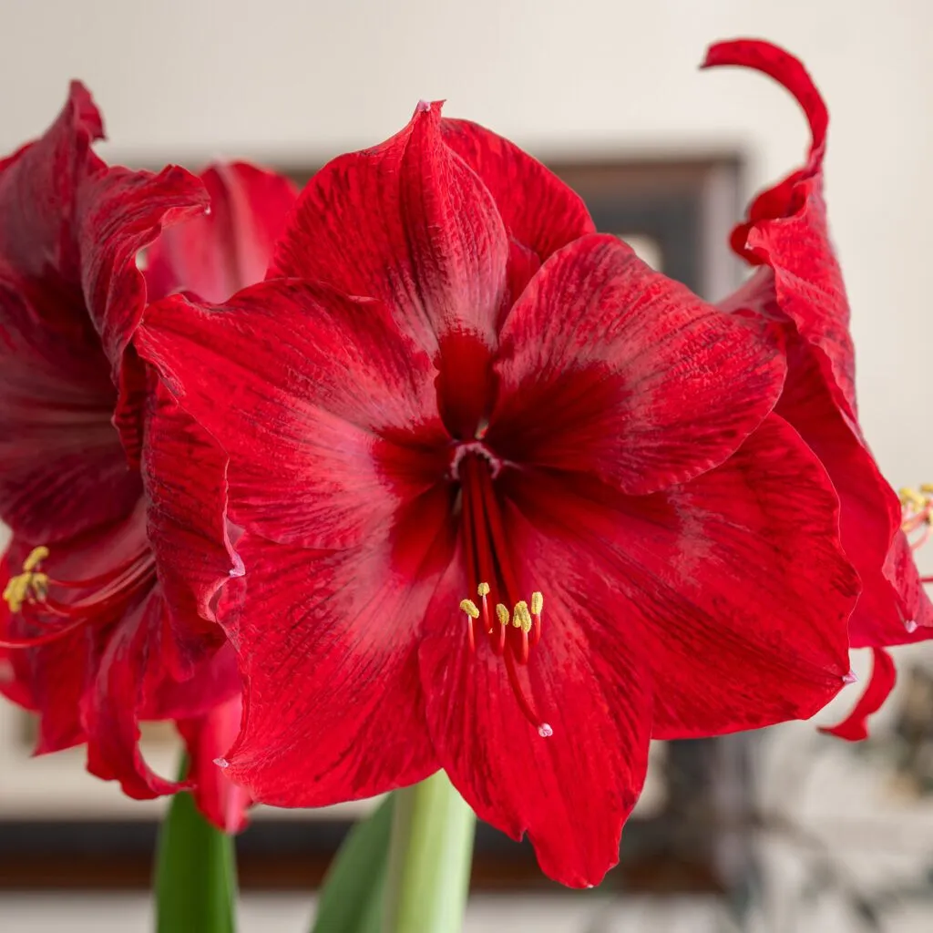 Red Pearl Amaryllis from Colorblends in a closeup photograph taken in a home