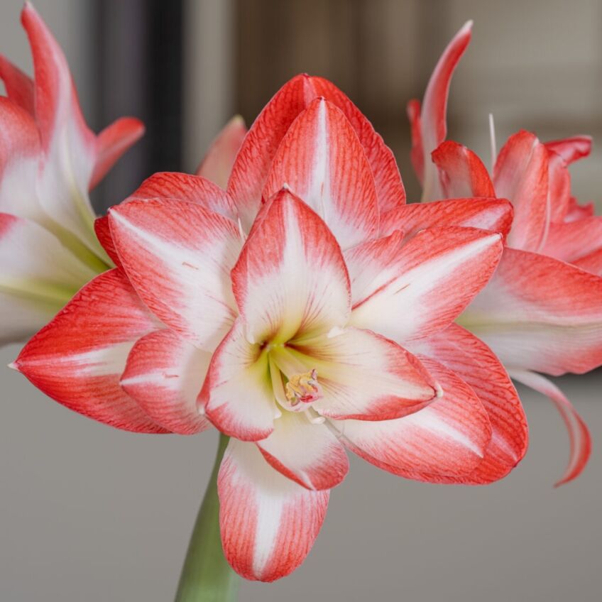 Blossom Peacock Amaryllis from Colorblends shown close in