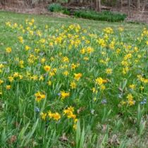 How to Plant Bulbs in Grass