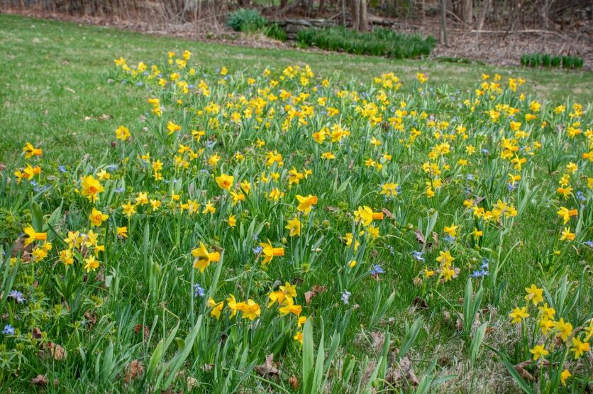 How to Plant Bulbs in Grass