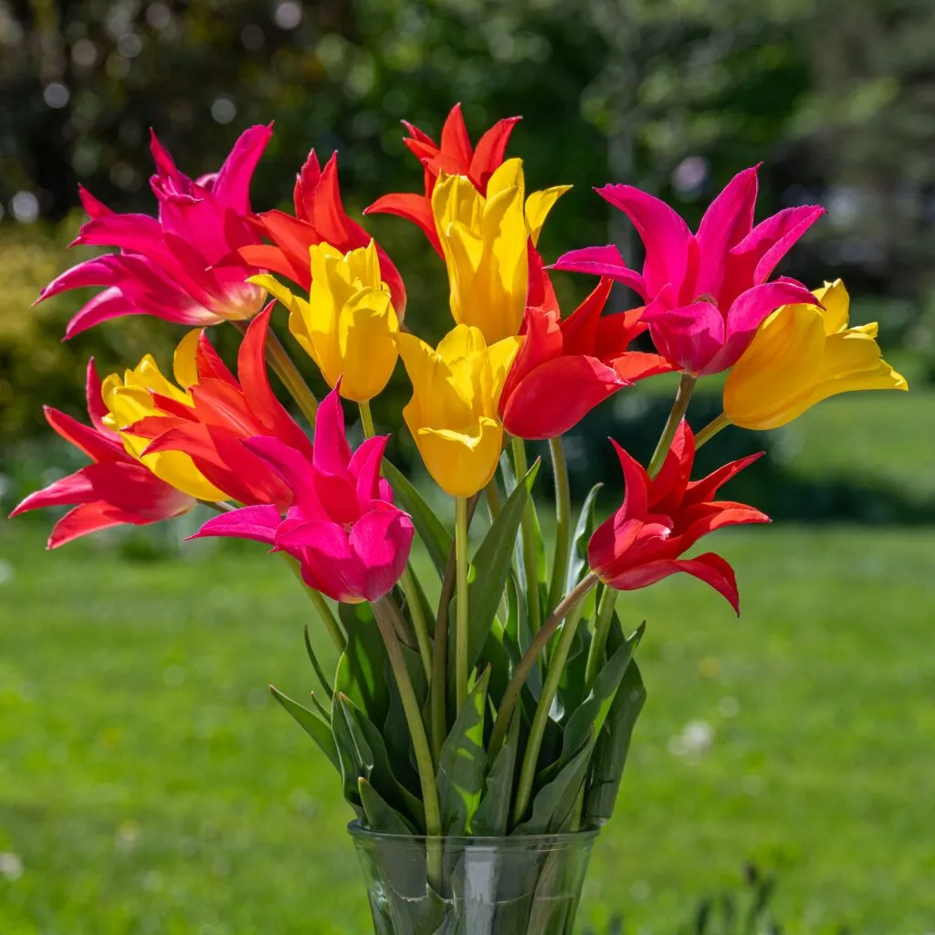 Hat Trick Tulip Blend from Colorblends arranged in a vase